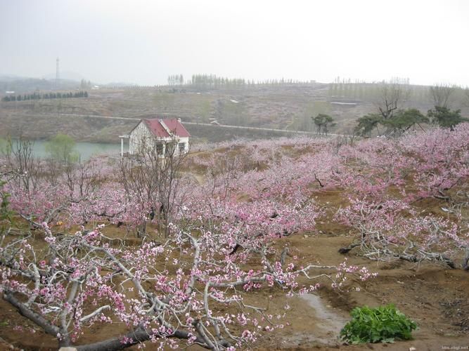 桃花论坛新域名(桃花岛论坛桃花岛论坛) 桃花论坛新域名(桃花岛论坛桃花岛论坛)