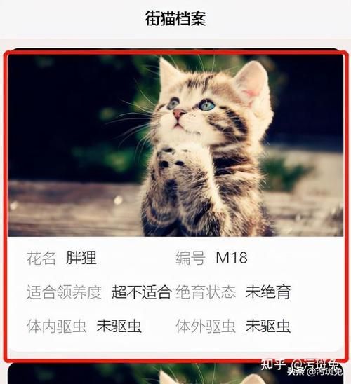 猫咪网域名?猫咪最新域名是什么 猫咪网域名?猫咪最新域名是什么
