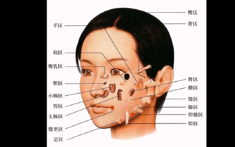 面部区域名称?医学上脸部各个区域的划分和具体名称都是什么 面部区域名称?医学上脸部各个区域的划分和具体名称都是什么